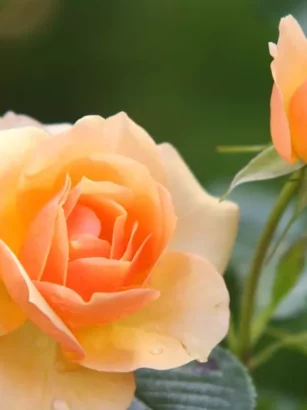 Ganda Ham met Warme Appel & Sinaasappelsaus 🍊