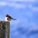 Heerlijk Frangipanetaartje met Kersenconfituur 🍒